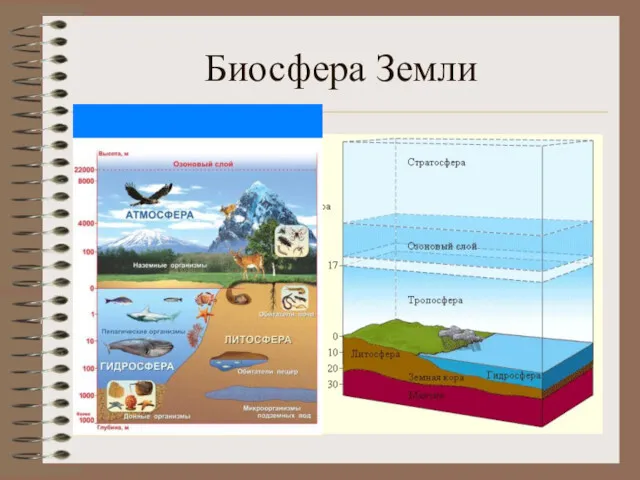 Биосфера Земли