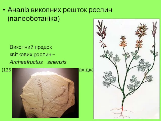 Аналіз викопних решток рослин (палеоботаніка) Викопний предок квіткових рослин –