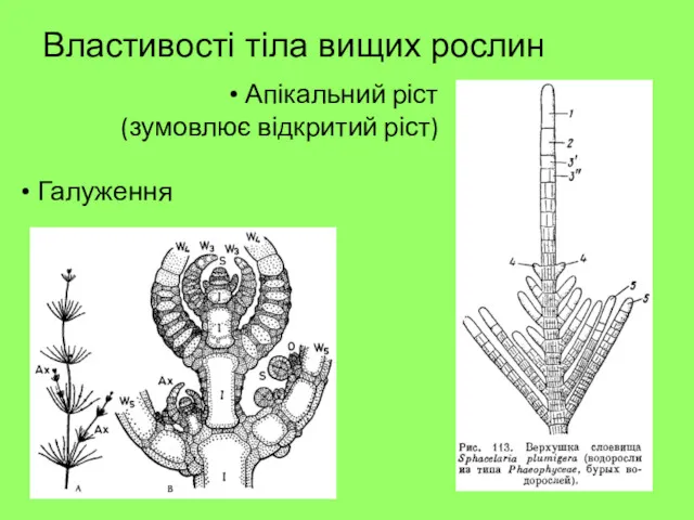 Властивості тіла вищих рослин Апікальний ріст (зумовлює відкритий ріст) Галуження