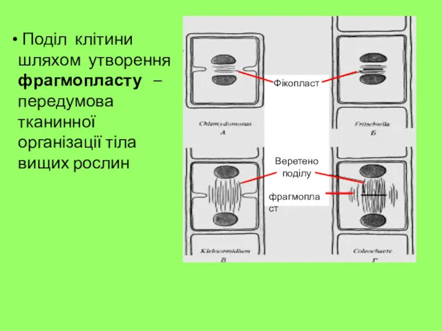 Фікопласт Веретено поділу фрагмопласт Поділ клітини шляхом утворення фрагмопласту – передумова тканинної організації тіла вищих рослин