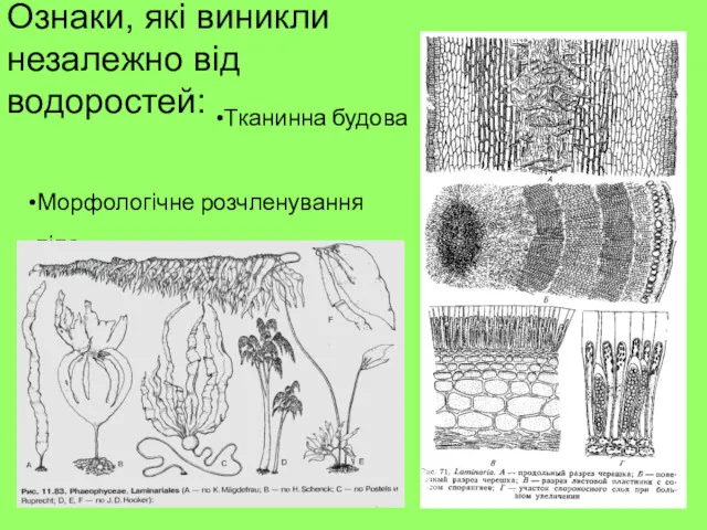 Тканинна будова Морфологічне розчленування тіла Ознаки, які виникли незалежно від водоростей: