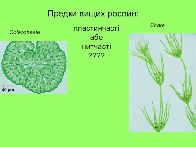 Сoleochaete Chara пластинчасті або нитчасті ???? Предки вищих рослин: