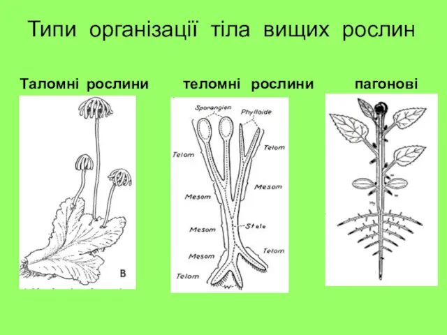 Таломні рослини теломні рослини пагонові рослини Типи організації тіла вищих рослин