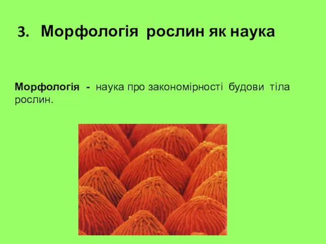 3. Морфологія рослин як наука Морфологія - наука про закономірності будови тіла рослин.