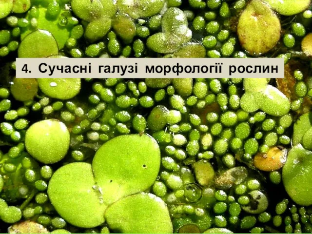 4. Сучасні галузі морфології рослин