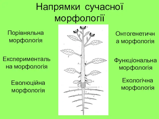 Напрямки сучасної морфології Онтогенетична морфологія Порівняльна морфологія Функціональна морфологія Експериментальна морфологія Еволюційна морфологія Екологічна морфологія