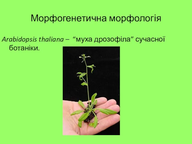 Морфогенетична морфологія Arabidopsis thaliana – “муха дрозофіла” сучасної ботаніки.