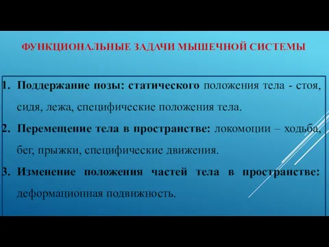 ФУНКЦИОНАЛЬНЫЕ ЗАДАЧИ МЫШЕЧНОЙ СИСТЕМЫ Поддержание позы: статического положения тела -