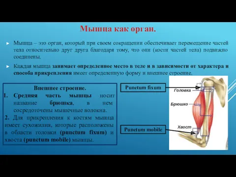 Мышца – это орган, который при своем сокращении обеспечивает перемещение