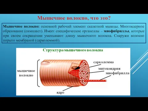 Мышечное волокно, что это? Мышечное волокно: основной рабочий элемент скелетной