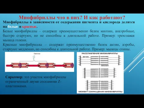 Миофибриллы в зависимости от содержания пигмента и кислорода делятся на