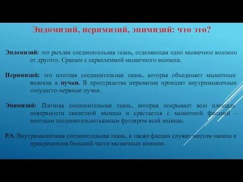 Эндомизий, перимизий, эпимизий: что это? Эндомизий: это рыхлая соединительная ткань,