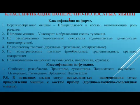 КЛАССИФИКАЦИЯ ПОПЕРЕЧНО-ПОЛОСАТЫХ МЫШЦ 1. Классификация по форме. Веретенообразные мышцы –