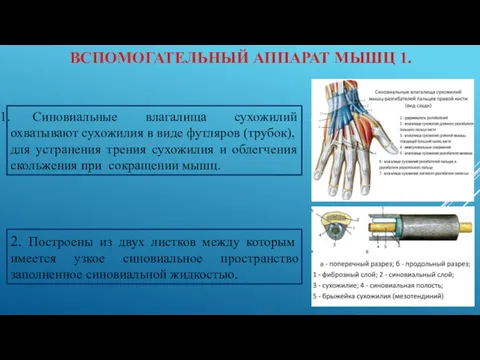 ВСПОМОГАТЕЛЬНЫЙ АППАРАТ МЫШЦ 1. Синовиальные влагалища сухожилий охватывают сухожилия в