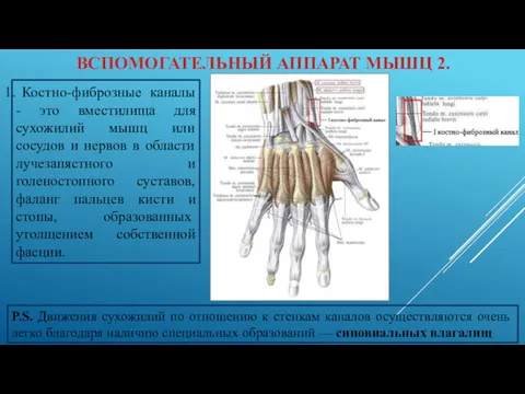 ВСПОМОГАТЕЛЬНЫЙ АППАРАТ МЫШЦ 2. Костно-фиброзные каналы - это вместилища для