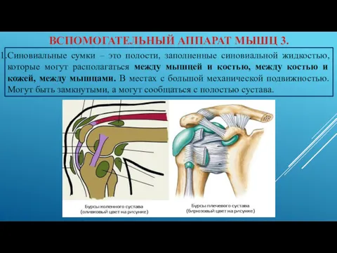 ВСПОМОГАТЕЛЬНЫЙ АППАРАТ МЫШЦ 3. Синовиальные сумки – это полости, заполненные