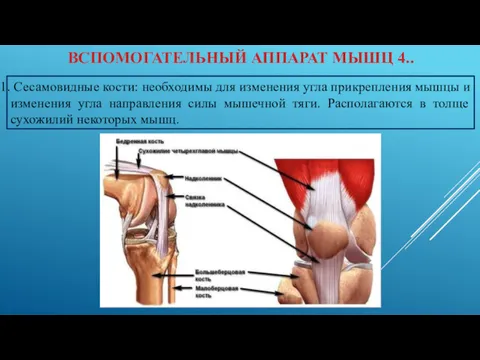 ВСПОМОГАТЕЛЬНЫЙ АППАРАТ МЫШЦ 4.. Сесамовидные кости: необходимы для изменения угла