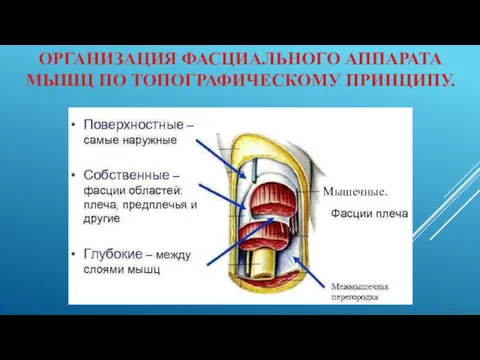 ОРГАНИЗАЦИЯ ФАСЦИАЛЬНОГО АППАРАТА МЫШЦ ПО ТОПОГРАФИЧЕСКОМУ ПРИНЦИПУ. Мышечные.