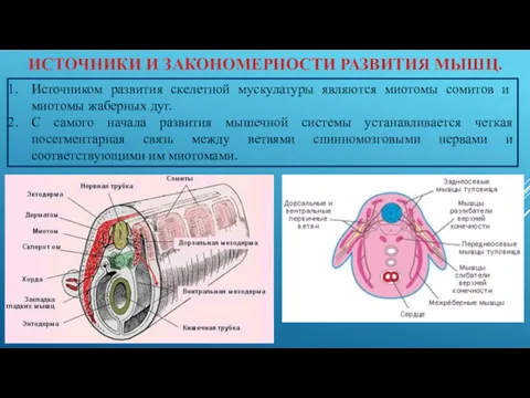 ИСТОЧНИКИ И ЗАКОНОМЕРНОСТИ РАЗВИТИЯ МЫШЦ. Источником развития скелетной мускулатуры являются