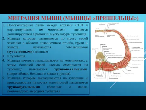 МИГРАЦИЯ МЫШЦ (МЫШЦЫ «ПРИШЕЛЬЦЫ») Посегментарная связь между ветвями СПН и