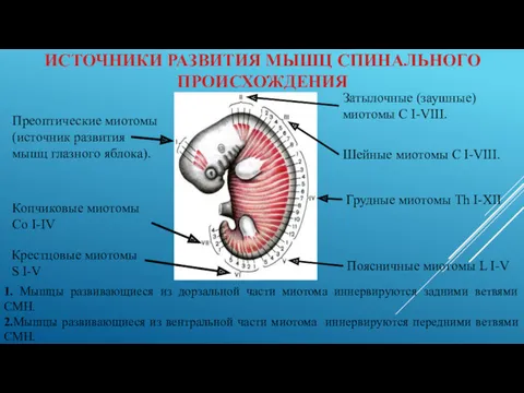 ИСТОЧНИКИ РАЗВИТИЯ МЫШЦ СПИНАЛЬНОГО ПРОИСХОЖДЕНИЯ Шейные миотомы C I-VIII. Грудные