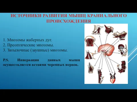 ИСТОЧНИКИ РАЗВИТИЯ МЫШЦ КРАНИАЛЬНОГО ПРОИСХОЖДЕНИЯ 1. Миотомы жаберных дуг. 2.