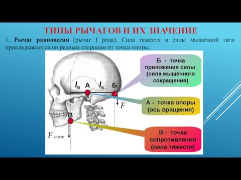 ТИПЫ РЫЧАГОВ И ИХ ЗНАЧЕНИЕ 1. Рычаг равновесия (рычаг I