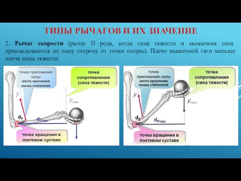 ТИПЫ РЫЧАГОВ И ИХ ЗНАЧЕНИЕ 2. Рычаг скорости (рычаг II