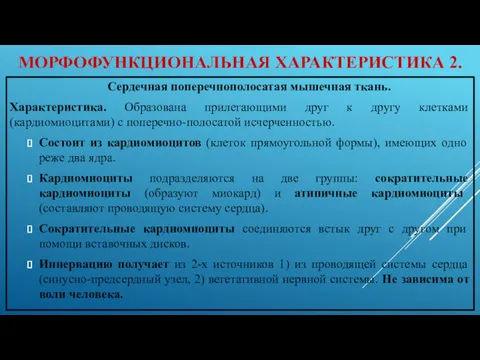 МОРФОФУНКЦИОНАЛЬНАЯ ХАРАКТЕРИСТИКА 2. Сердечная поперечнополосатая мышечная ткань. Характеристика. Образована прилегающими