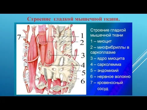 Строение гладкой мышечной ткани.