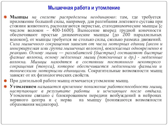 Мышцы на скелете распределены неодинаково: там, где требуется приложение большой