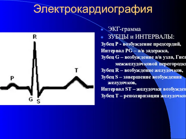 Электрокардиография ЭКГ-грамма ЗУБЦЫ и ИНТЕРВАЛЫ: Зубец Р - возбуждение предсердий,