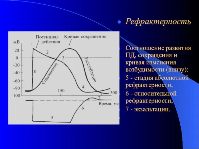 Рефрактерность Соотношение развития ПД, сокращения и кривая изменения возбудимости (внизу):