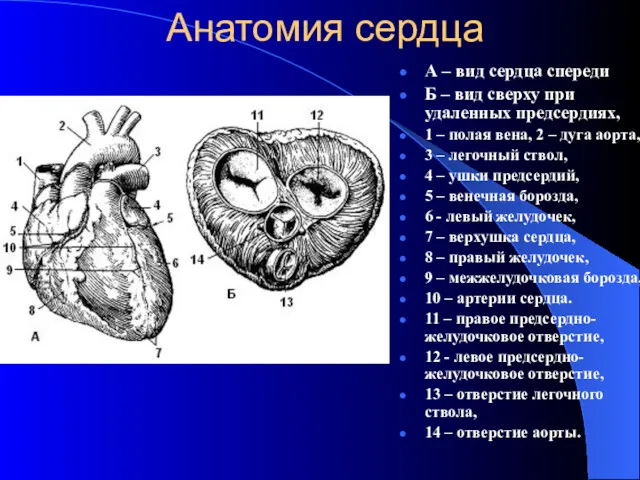 Анатомия сердца А – вид сердца спереди Б – вид