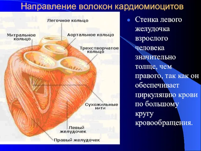 Направление волокон кардиомиоцитов Стенка левого желудочка взрослого человека значительно толще,