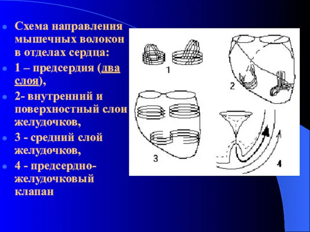 Схема направления мышечных волокон в отделах сердца: 1 – предсердия