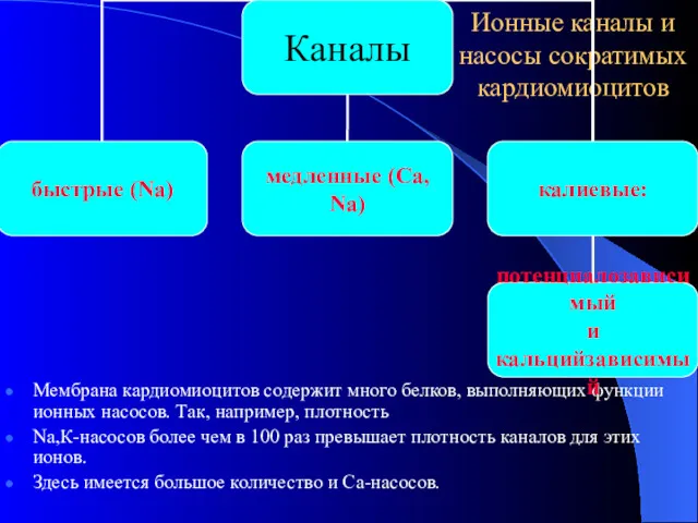 Ионные каналы и насосы сократимых кардиомиоцитов Мембрана кардиомиоцитов содержит много