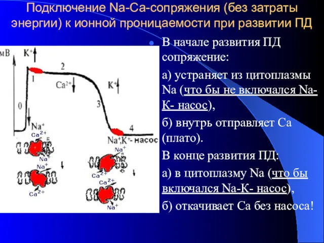 Подключение Nа-Са-сопряжения (без затраты энергии) к ионной проницаемости при развитии