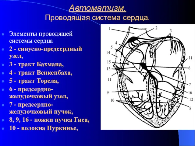 Автоматизм. Проводящая система сердца. Элементы проводящей системы сердца 2 -