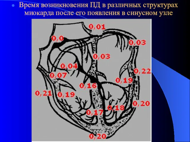 Время возникновения ПД в различных структурах миокарда после его появления в синусном узле