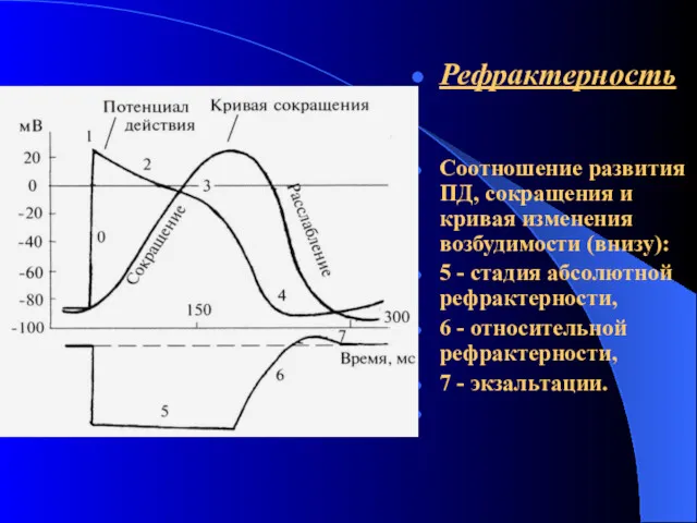 Рефрактерность Соотношение развития ПД, сокращения и кривая изменения возбудимости (внизу):