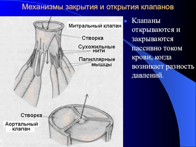 Механизмы закрытия и открытия клапанов Клапаны открываются и закрываются пассивно током крови, когда возникает разность давлений.