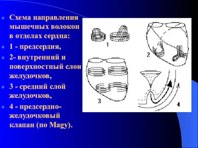 Схема направления мышечных волокон в отделах сердца: 1 - предсердия,