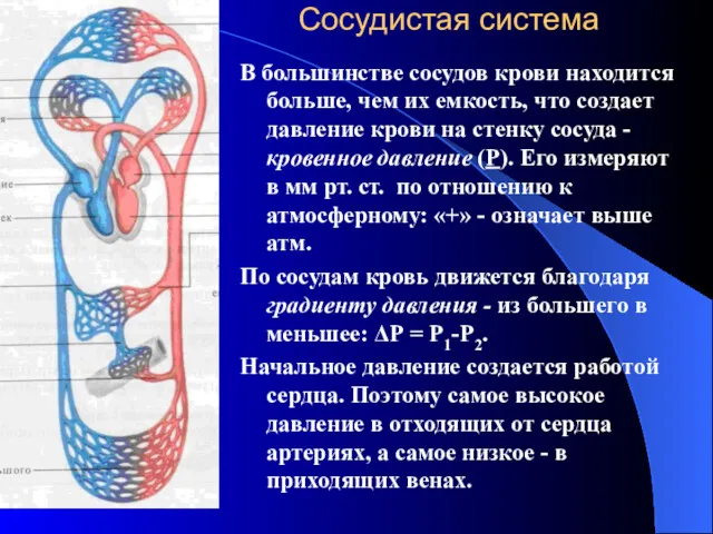 Сосудистая система В большинстве сосудов крови находится больше, чем их