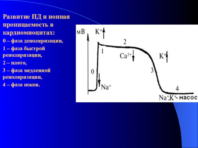 Развитие ПД и ионная проницаемость в кардиомиоцитах: 0 – фаза