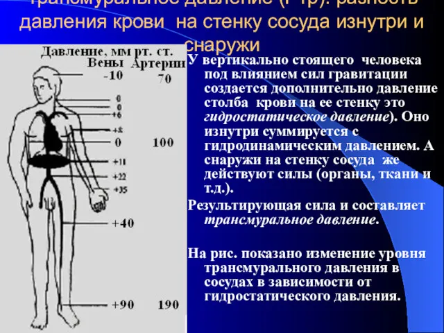 Трансмуральное давление (Ртр): разность давления крови на стенку сосуда изнутри