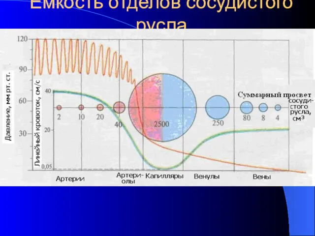 Емкость отделов сосудистого русла