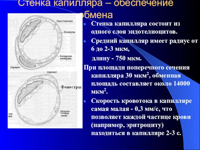 Стенка капилляра – обеспечение обмена Стенка капилляра состоит из одного