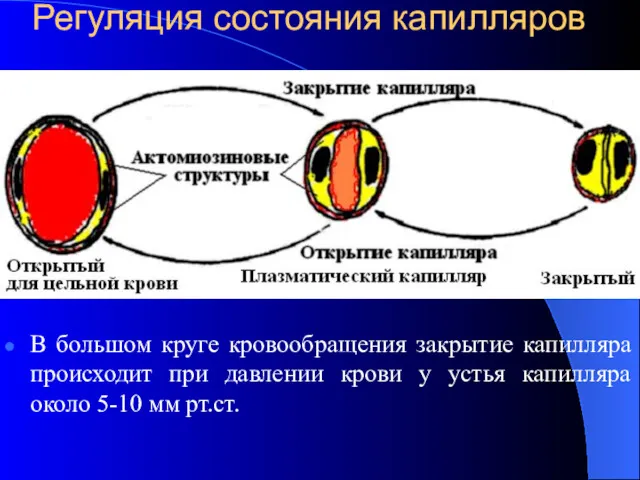 Регуляция состояния капилляров В большом круге кровообращения закрытие капилляра происходит