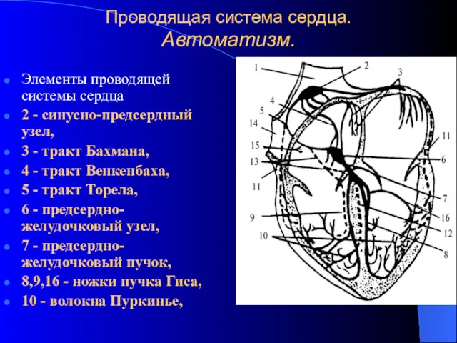 Проводящая система сердца. Автоматизм. Элементы проводящей системы сердца 2 -